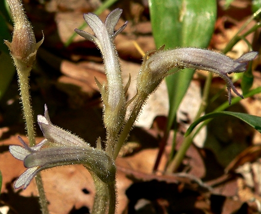 {Aphyllon uniflorum}